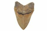Serrated, 5.10" Fossil Megalodon Tooth - North Carolina - #201914-2